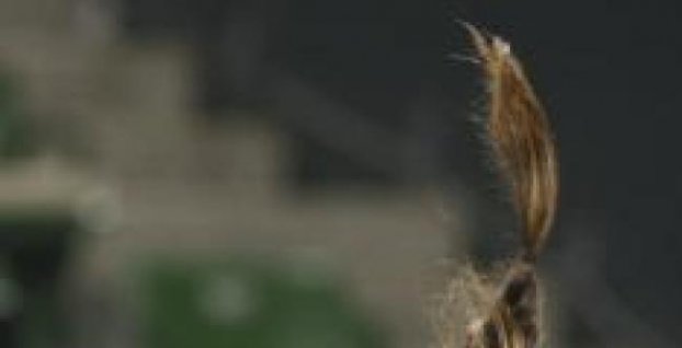Tenis: Ivanovičová postúpila do semifinále na turnaji WTA v Tokiu (3)