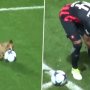 VIDEO: Zápas v Argentíne prerušil šialený pes. Nikto ho nedokázal dostať od lopty