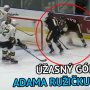 VIDEO: Adam Ružička strelil ďalší krásny gól v OHL