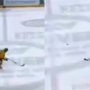 VIDEO totálneho zlyhania pri trestnom strieľaní: Švédsky hokejista napodobnil Chárovho hviezdneho spoluhráča
